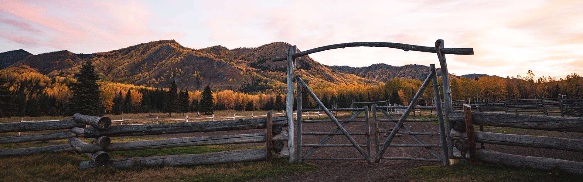 Rocky Mountain Bighorn Sheep Hunts in Alberta