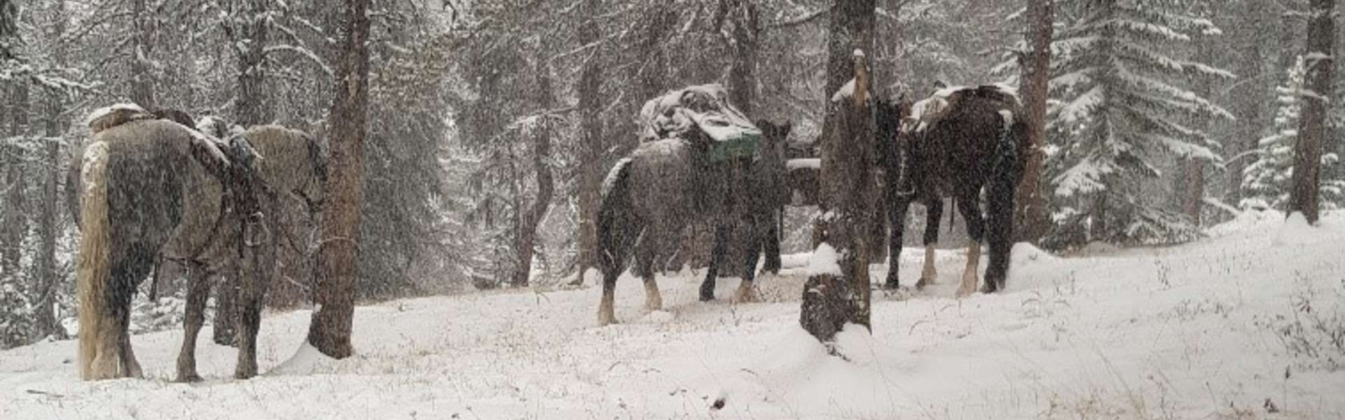 Rocky Mountain Bighorn Sheep Hunts in Alberta