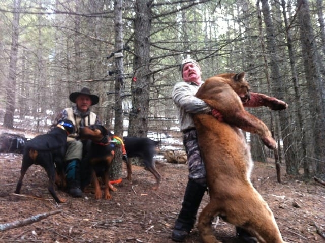 Mountain Lion/Cougar