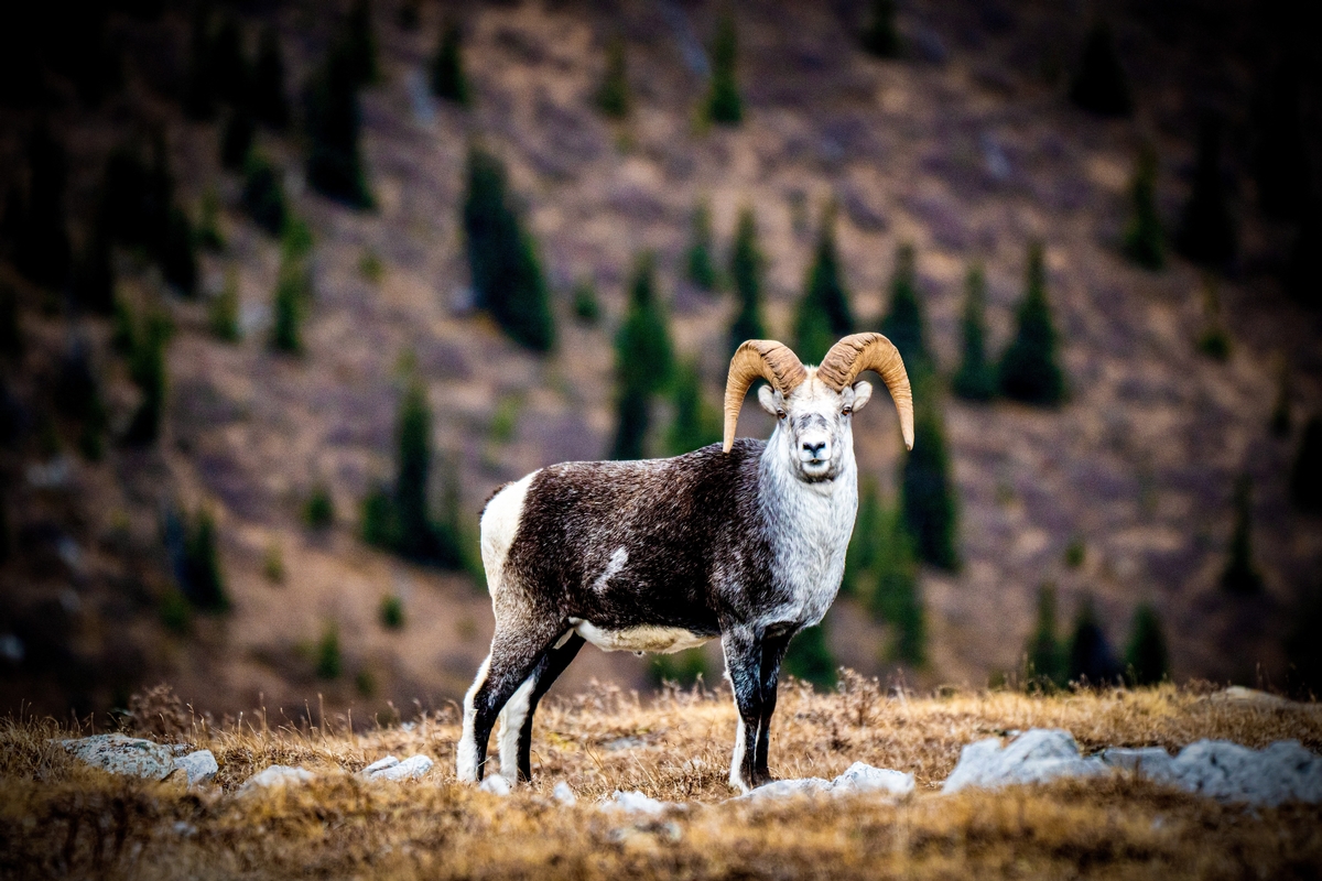 Stone Sheep in British Columbia