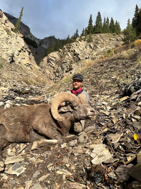 Alberta Bighorn Sheep Hunting