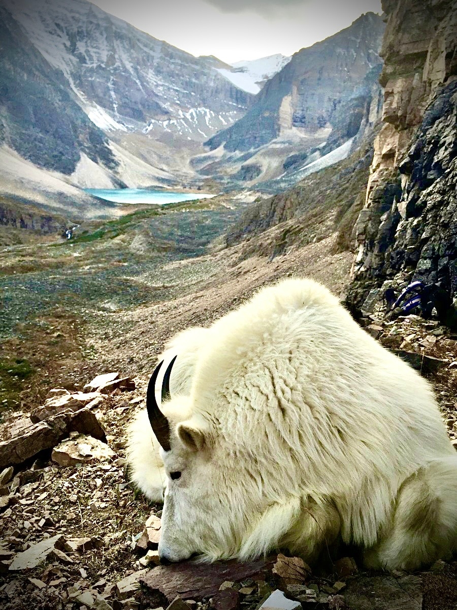 BC Mountain Goat Hunts